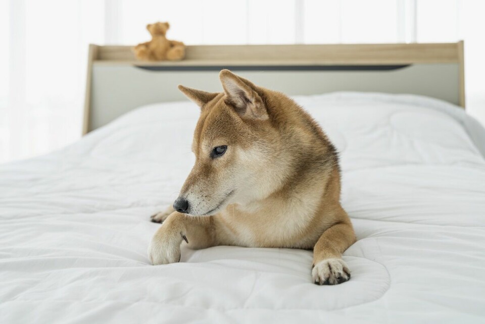 Hundcoachen – Vår hund vill inte släppa in oss i sovrummet!