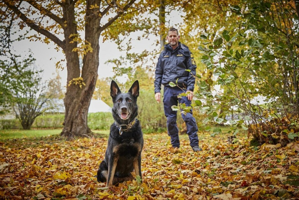 Årets polishund 2023 – Krogstorps Sky