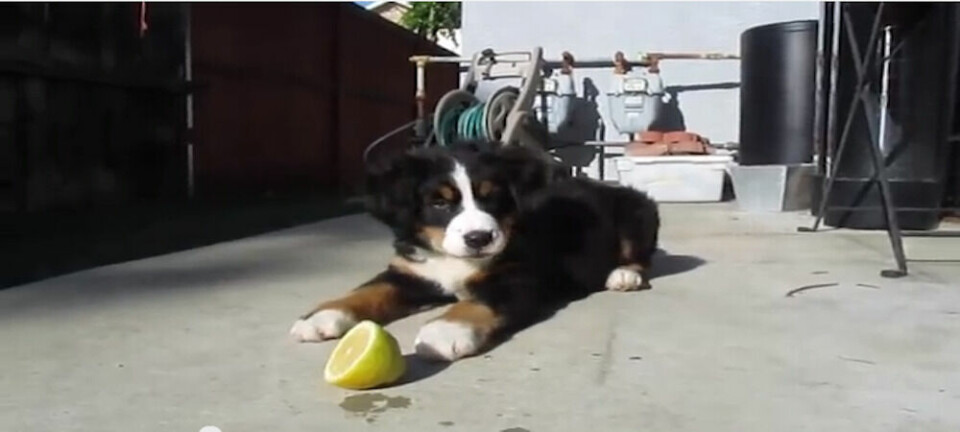 Film: Söt hund med sur citron