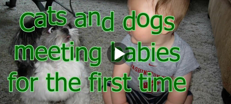Hundar möter bebisar för första gången