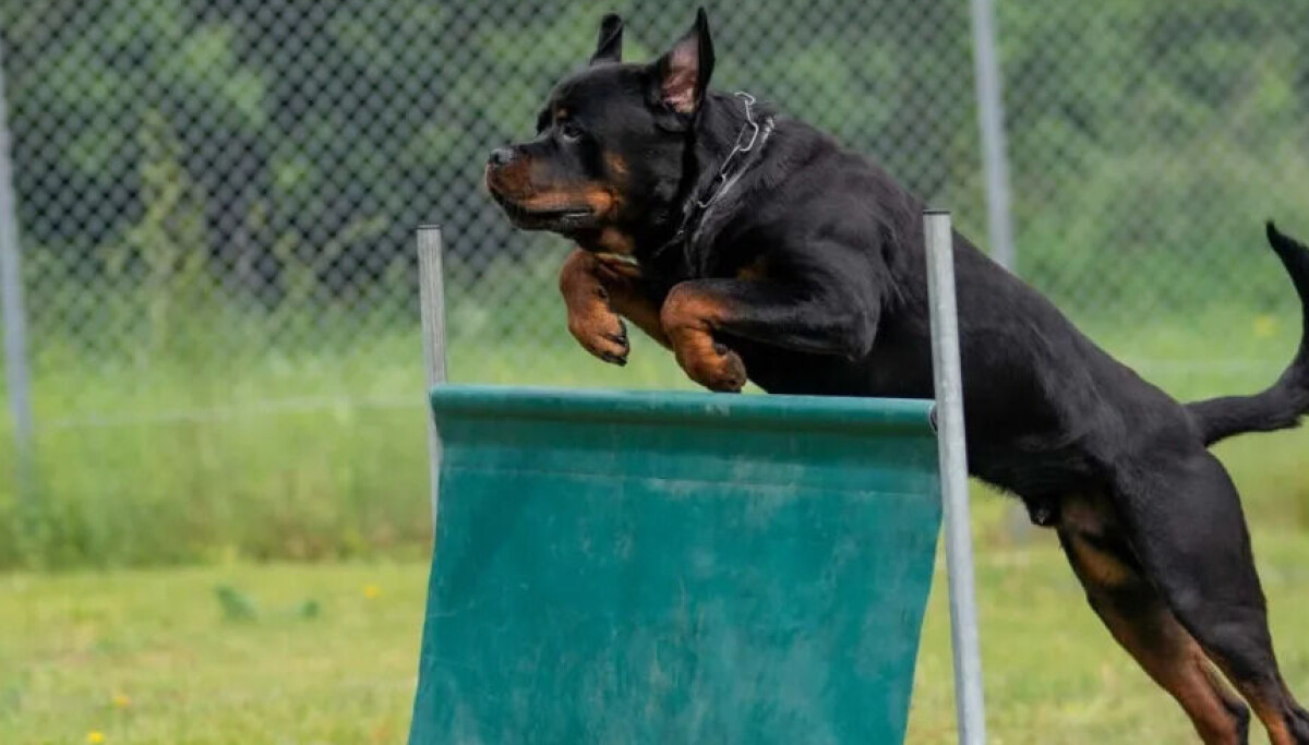 100lb Rottweiler Rottweiler: En stark och modig kamrat - Allt du behöver veta om denna ...