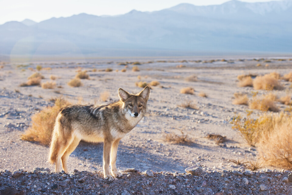 Hunden Ghost levde med prärievargar i Nevada