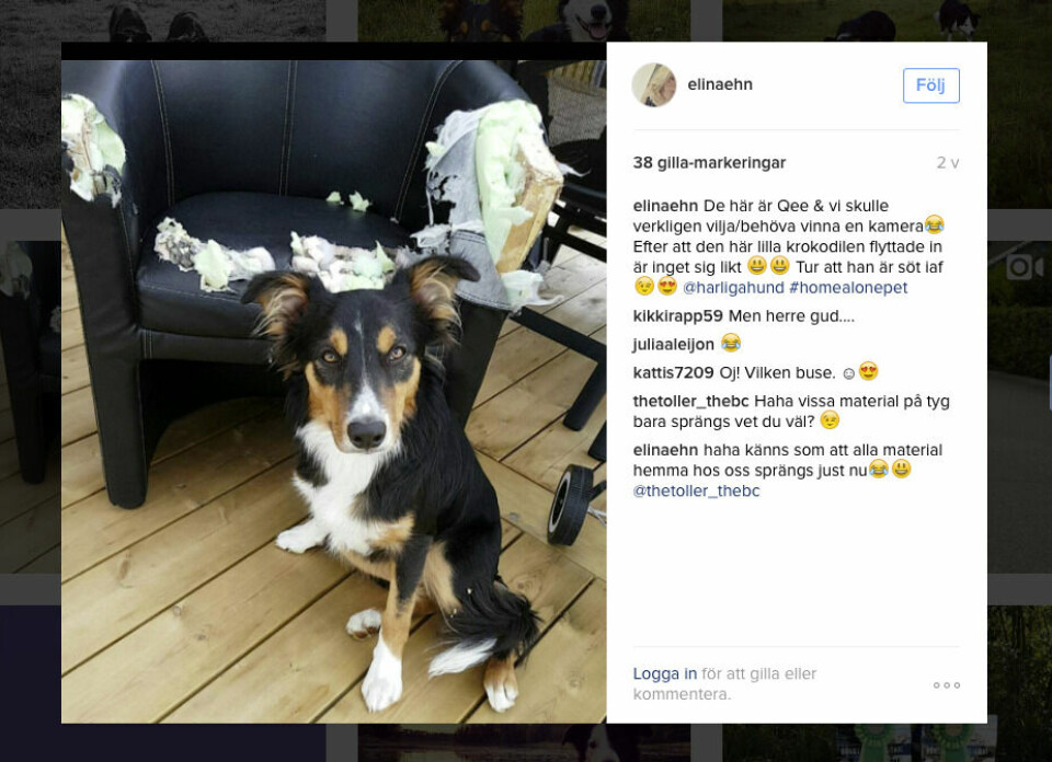 Bild rån instagram med kaxig hund framför upptuggad fåtölj