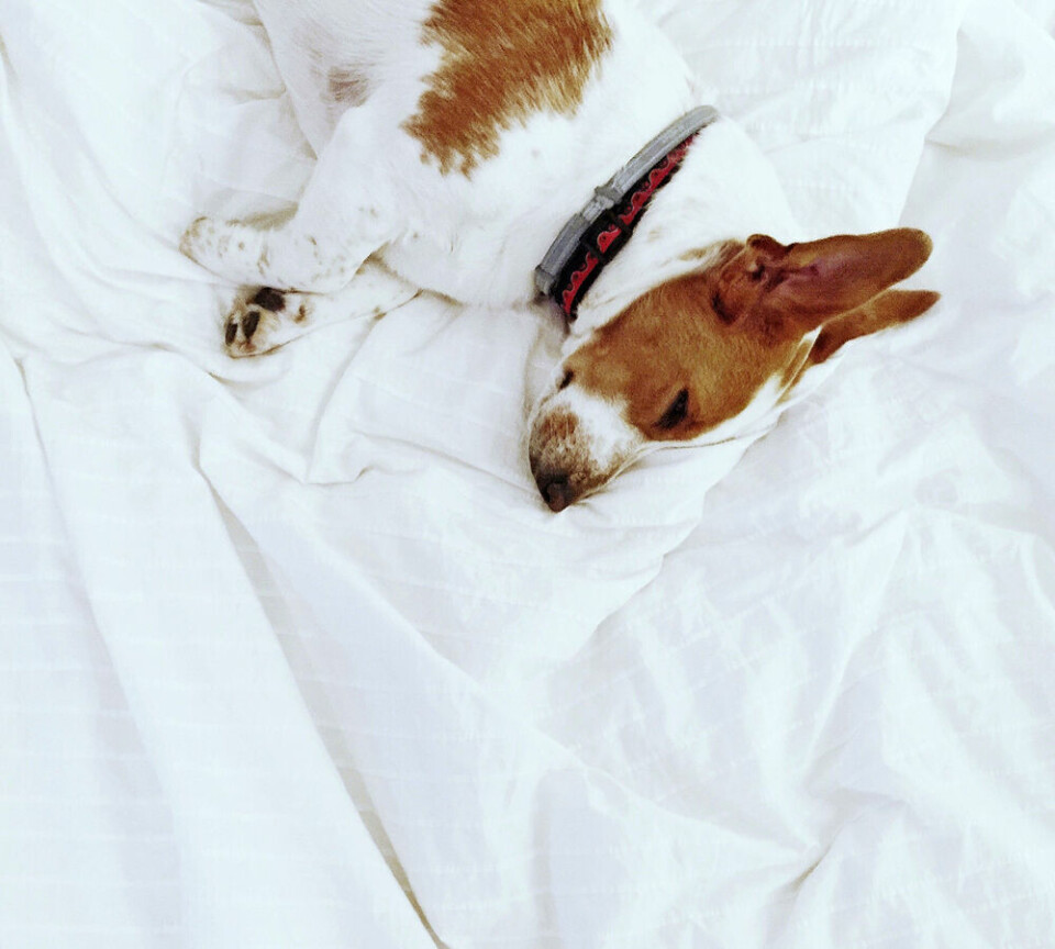 En liten hundgäst myser i sängen
