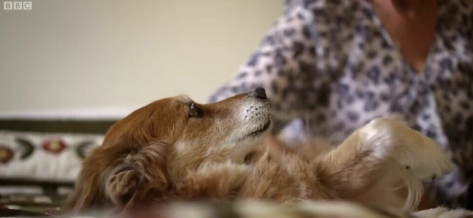 Film: Hundarnas sjätte sinne