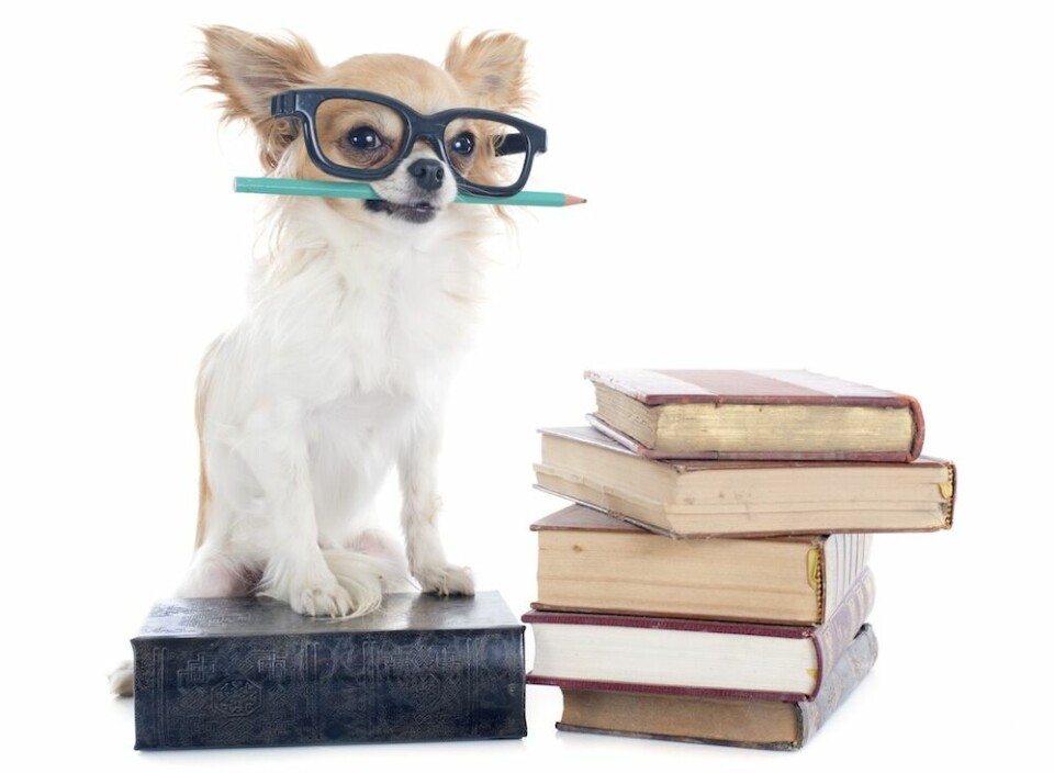 chihuahua med böcker och glasögon
