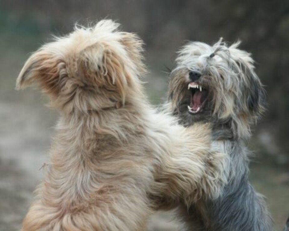 Undvik slagsmål – lär dig läsa hundens kroppsspråk