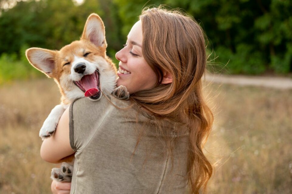 3 enkla knep som gör din hund lyckligare