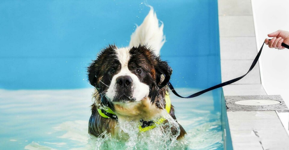10 skäl att simträna hunden