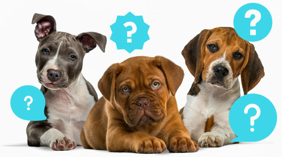 Quiz: Har du koll på hundar?