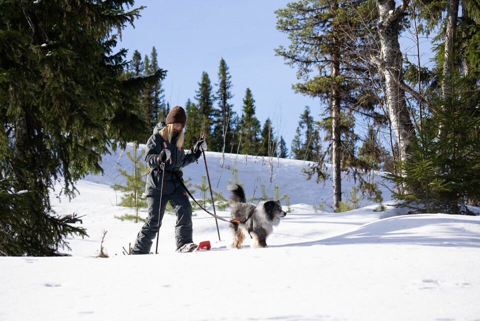 Snöskovandring är ett njutbart äventyr, beröm och belöna när hunden gör rätt så tycker både du och hunden att det är roligt.