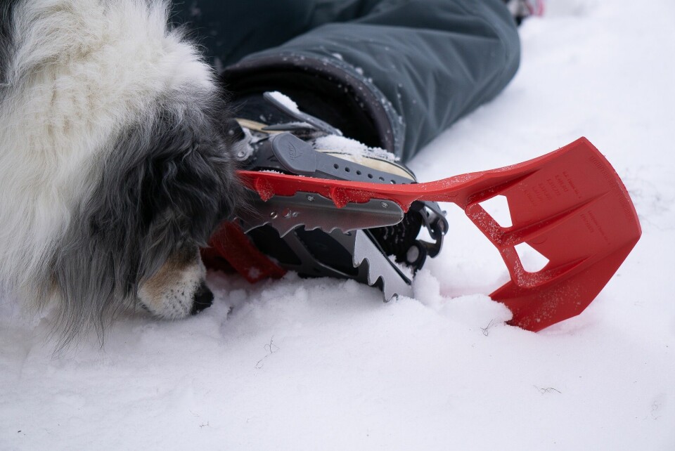 Snöskor är vassa undertill, var noga med var du sätter ner fötterna så inte din hund hamnar under och skadar sig.