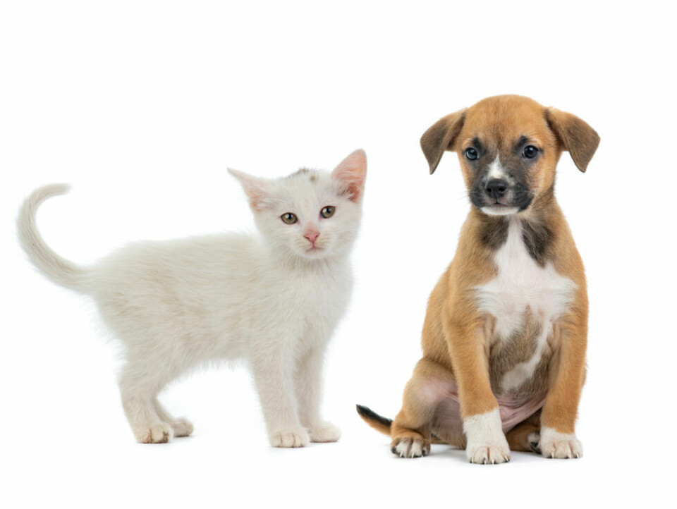 Hundvalpar till veterinären dubbelt så ofta som kattungar
