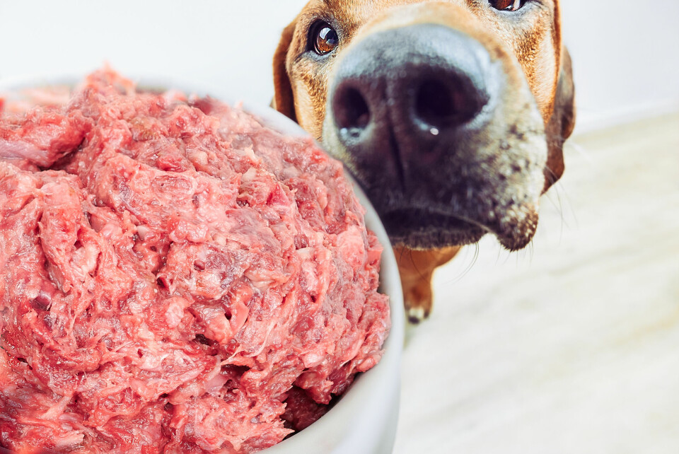 Att ge hundar rått kött ökar risken för antibiotikaresistenta E. coli
