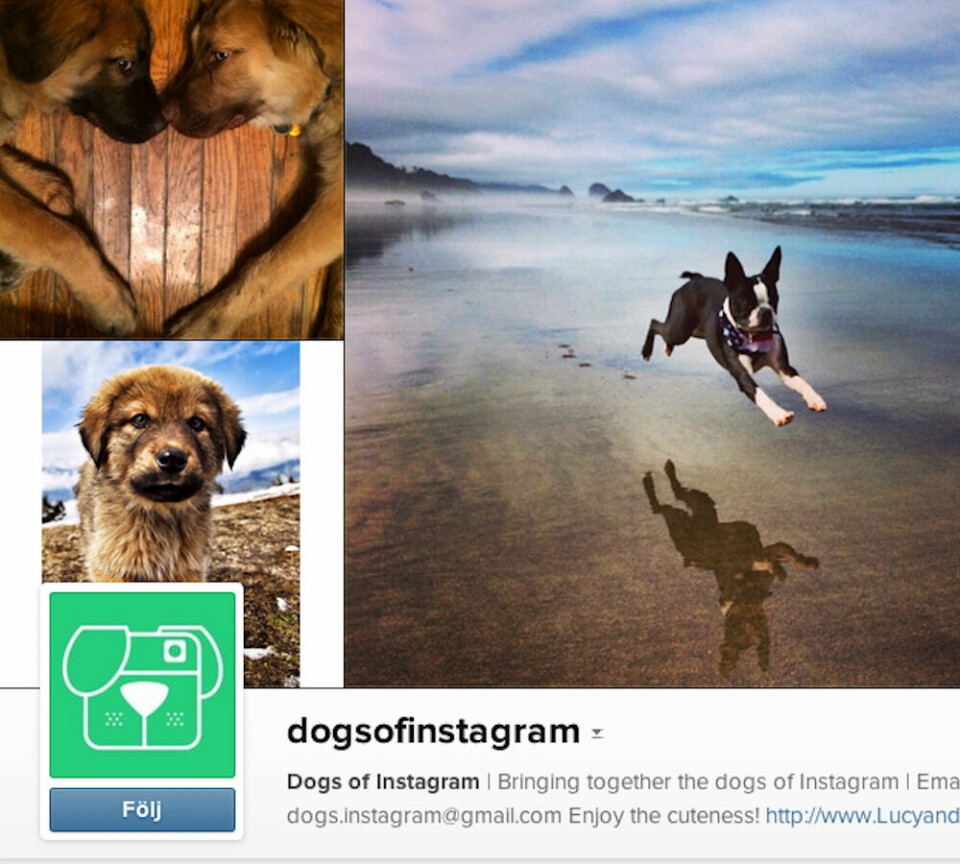 dogsofinstagram Här visas sötnosar från hela världen när de leker, badar eller bara njuter av livet.