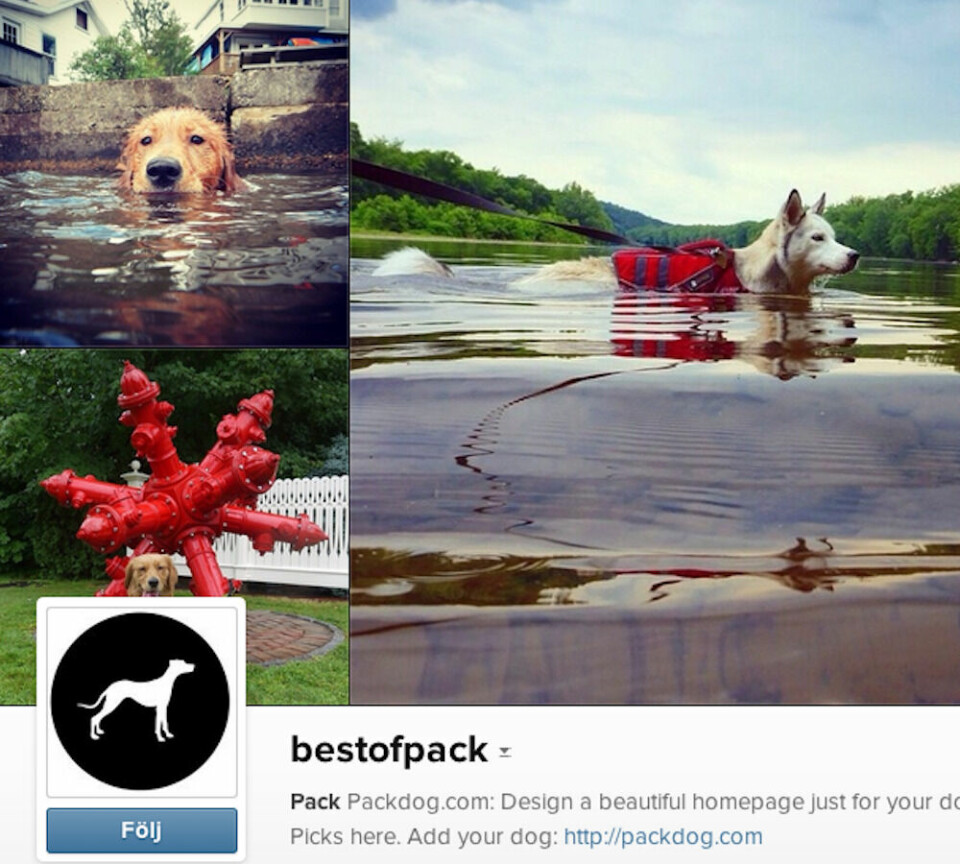 bestofpack Det här är ett onlineforum där hundägare lägger upp bilder på sina fyrbenta vänner.