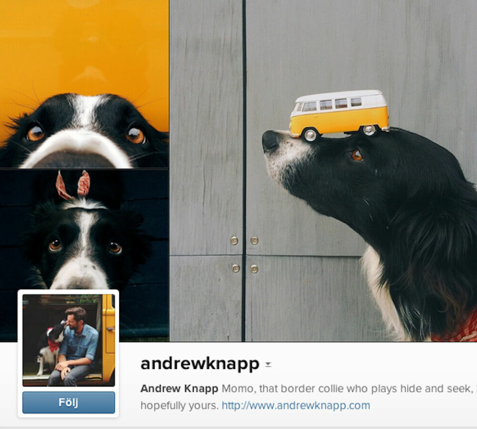 andrewknapp Border collien Momo blev känd när Andrew Knapp la upp bilder där man skulle hitta Momo i bilden, med amerikanska barnboken 'Where's Waldo?' där man ska hitta en hund i en bild, som förlaga. Helt fantastiska bilder med Momo och Andrew.