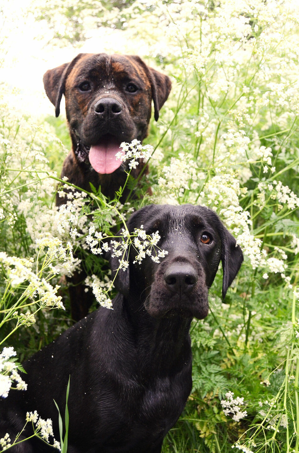 Hundar i hundkex! Bosco och Bella. Foto Johanna Ågren