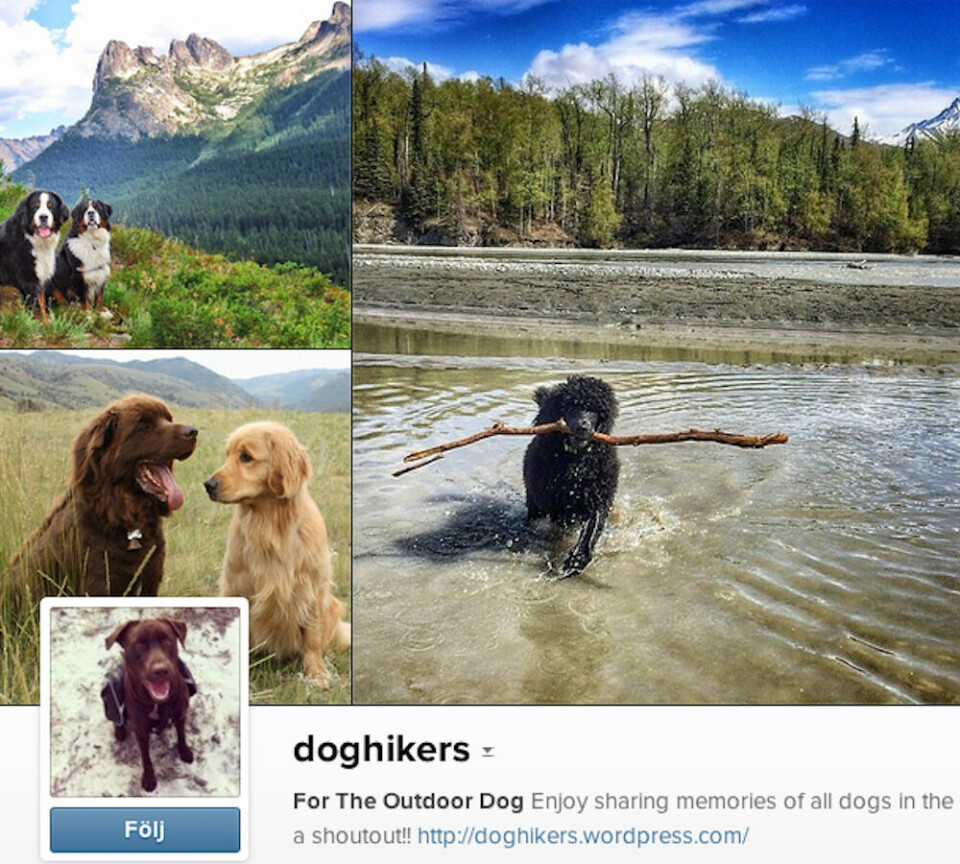 doghikers Här är Instagram-kontot för dig som älskar inte bara hundar, utan även ett aktivt utomhusliv. Förutom härliga och glada hundar kan du även se otroliga miljöer på köpet. Rekommenderas!
