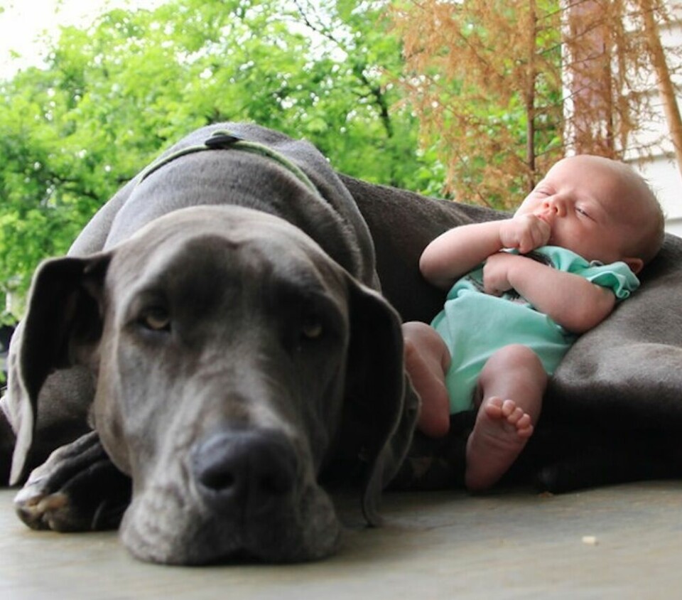 Att ta en tupplur mitt på dagen med sin trofasta vän är härligt, även för små söta bebisar. Foto: Imgur