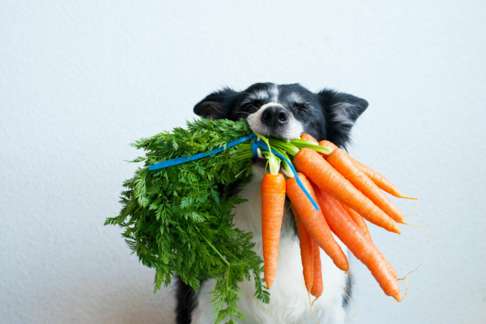 Grönsaker hundar kan och inte kan äta