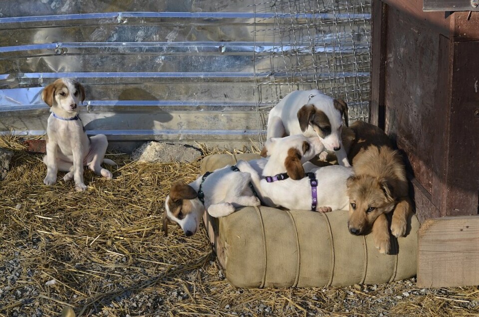 Prishtina dog shelter, avsnitt 3: 100 hundar i sheltret