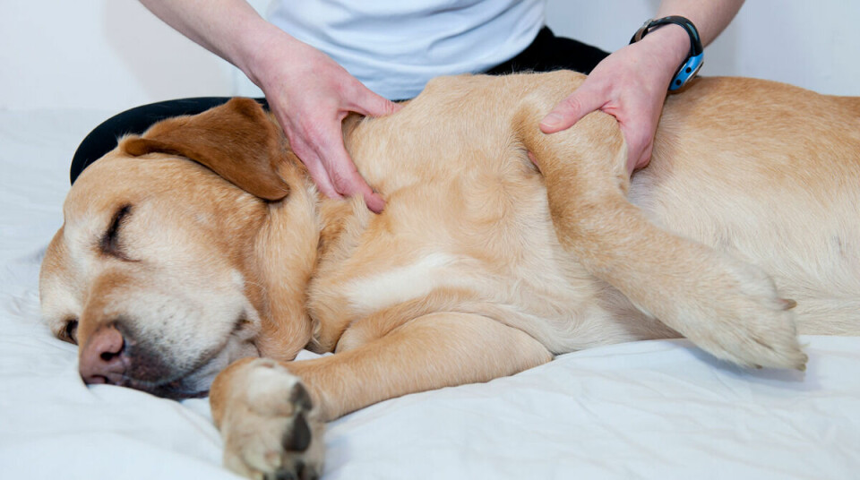 Skön och lätt massage för hunden – så här gör du!
