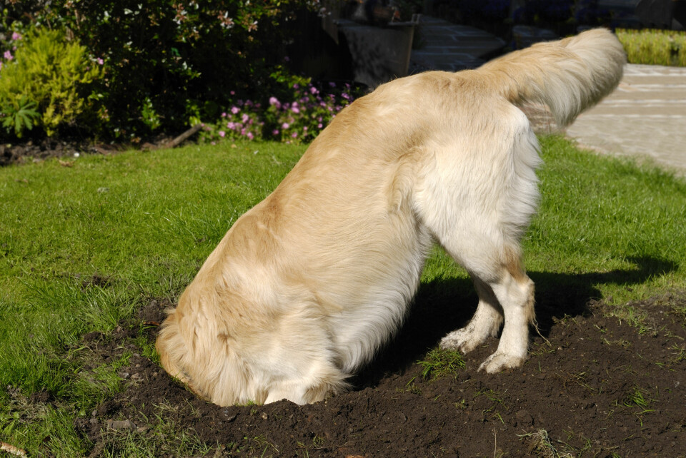 Hundcoachen – Vår hund gräver överallt. Vad ska vi göra?