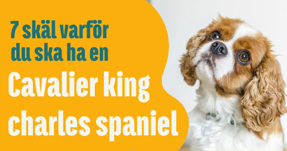 Är cavalier king charles spaniel en ras för dig?