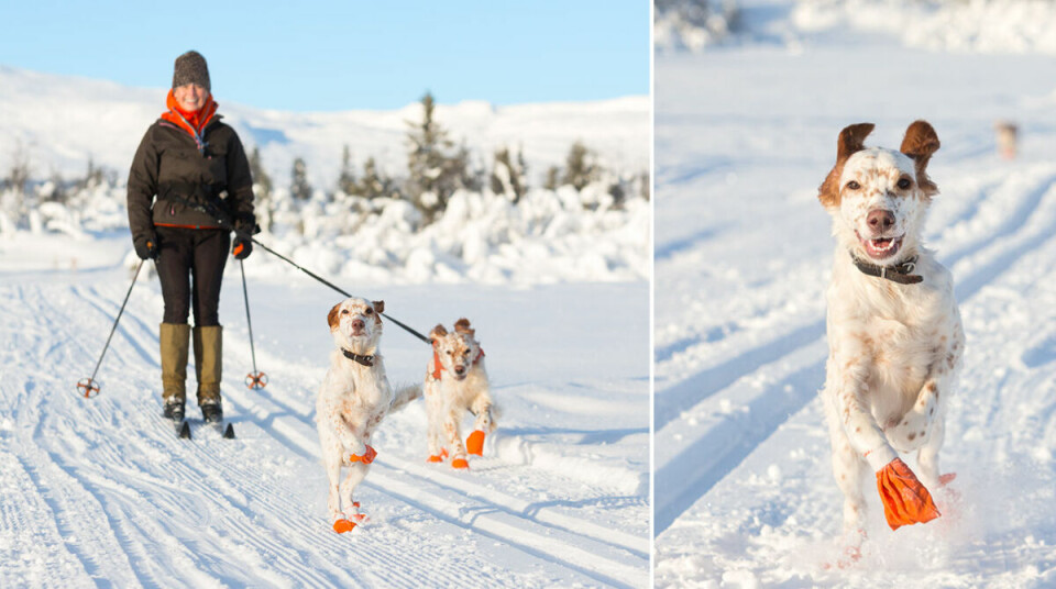 8 tips för dig som vill åka skidor med hunden