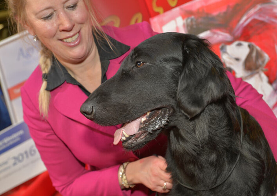 Stockholms Hundmässa lockade nära 26 000 besökare