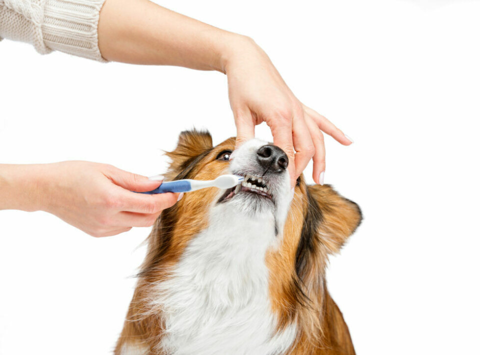Sveriges hundar har dålig tandhälsa enligt ny studie