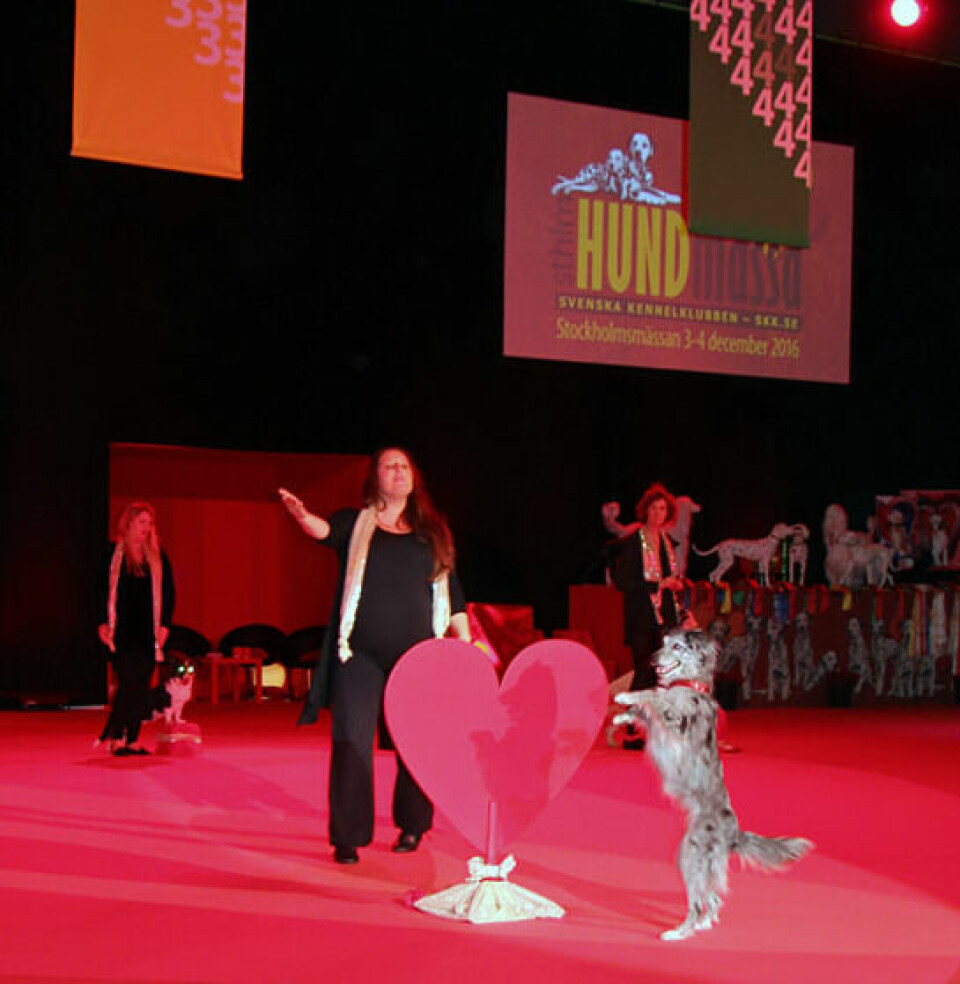 Avslutningsnumret hade kärleken i hunden i centrum, fint gestaltat av svenska freestylelandslaget. På bilden Frida Binette och Coup De Vent Juliette, en berger des Pyrénées á face rase som även kom tvåa individuellt.