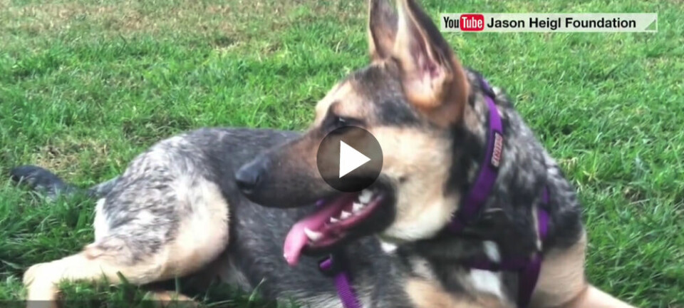 Hunden Penelope var döende – så här räddades hon till livet