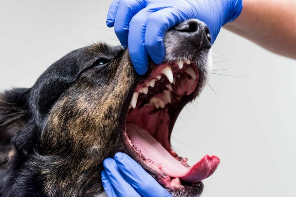 Avsnitt 5: Tandlossning – hundens vanligaste sjukdom
