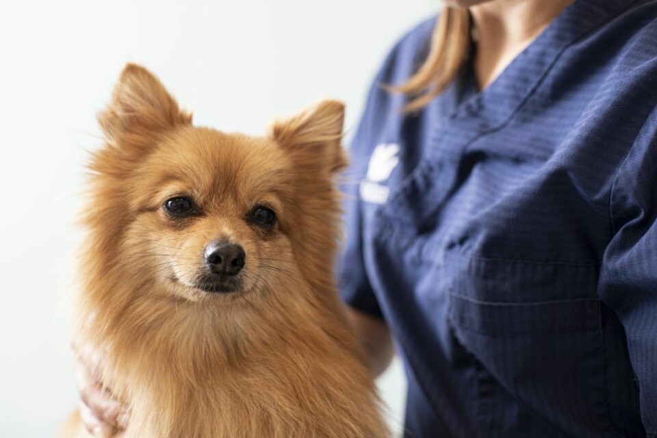 Djursjukvård – vad är rimligt?