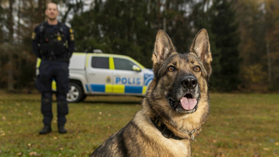 Lundy – Årets polishund 2022