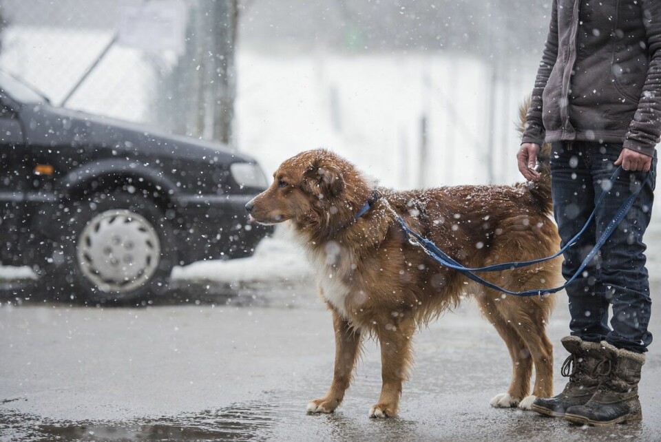 Veterinären – Kan hundar få fukteksem även om det är kallt?