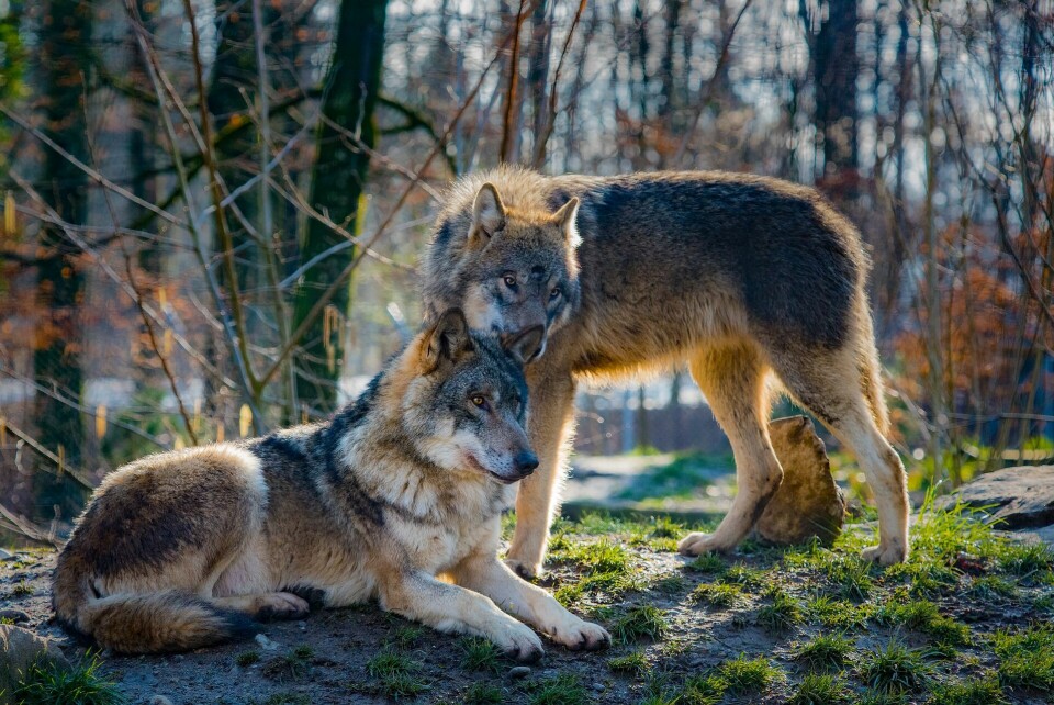 Hundar och vargar delar samma känsla för rättvisa