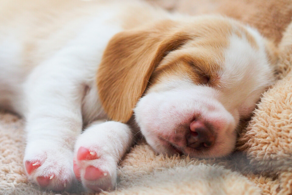 Sömnen viktig för hundens välmående