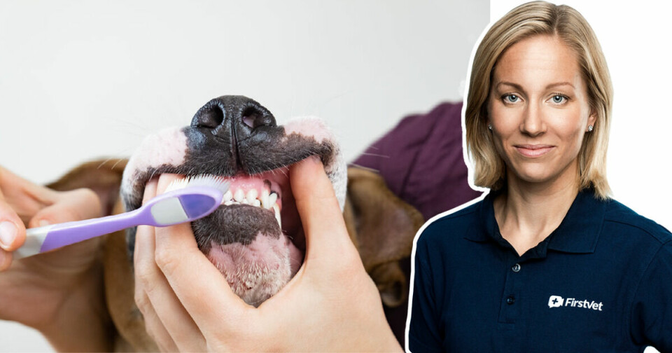 Veterinären svarar: Kan jag använda tandtråd på hunden?