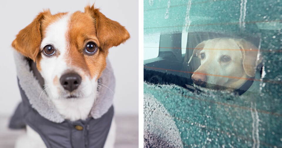 Hund och vinter: 9 saker att tänka på