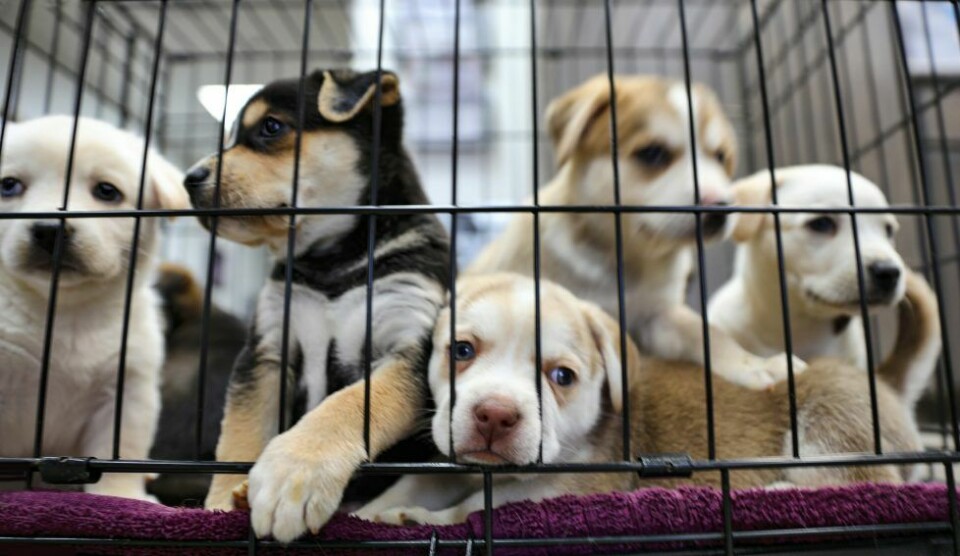 Blocket uppmanar till gemensamma krafttag mot smuggelhundarna