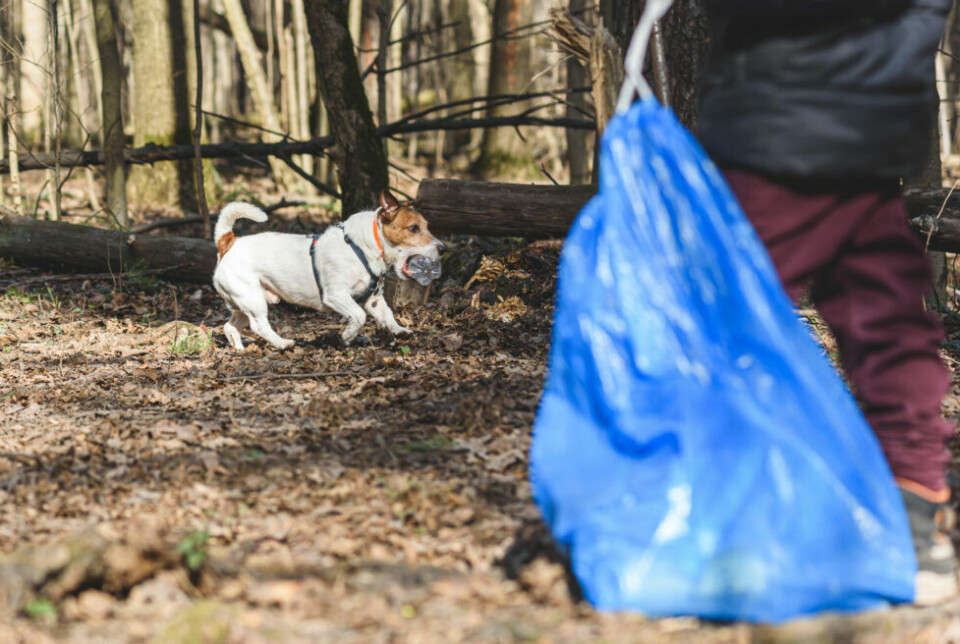 World Cleanup Day – Plocka skräp på hundpromenaden