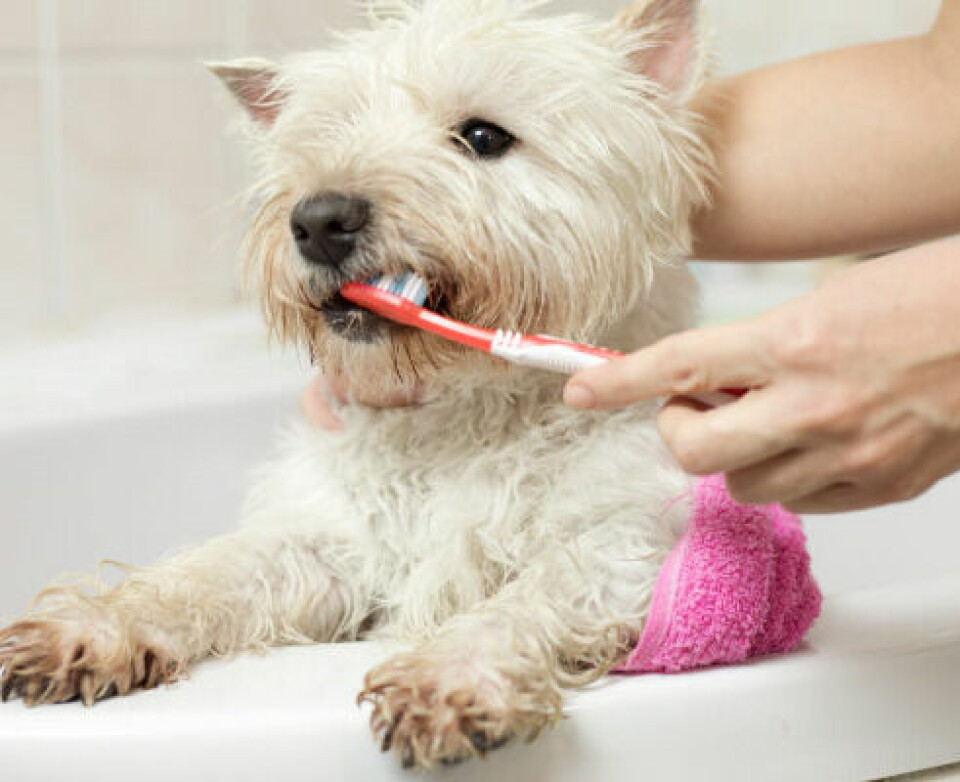 Hundägare – sätt tänderna i en ny hälsorutin!