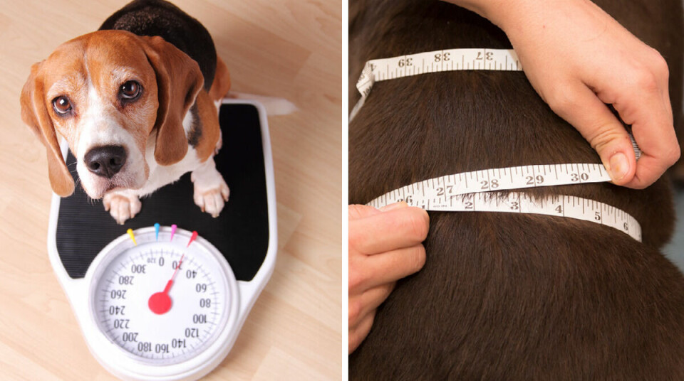 Så undviker du övervikt hos kastrerad hund