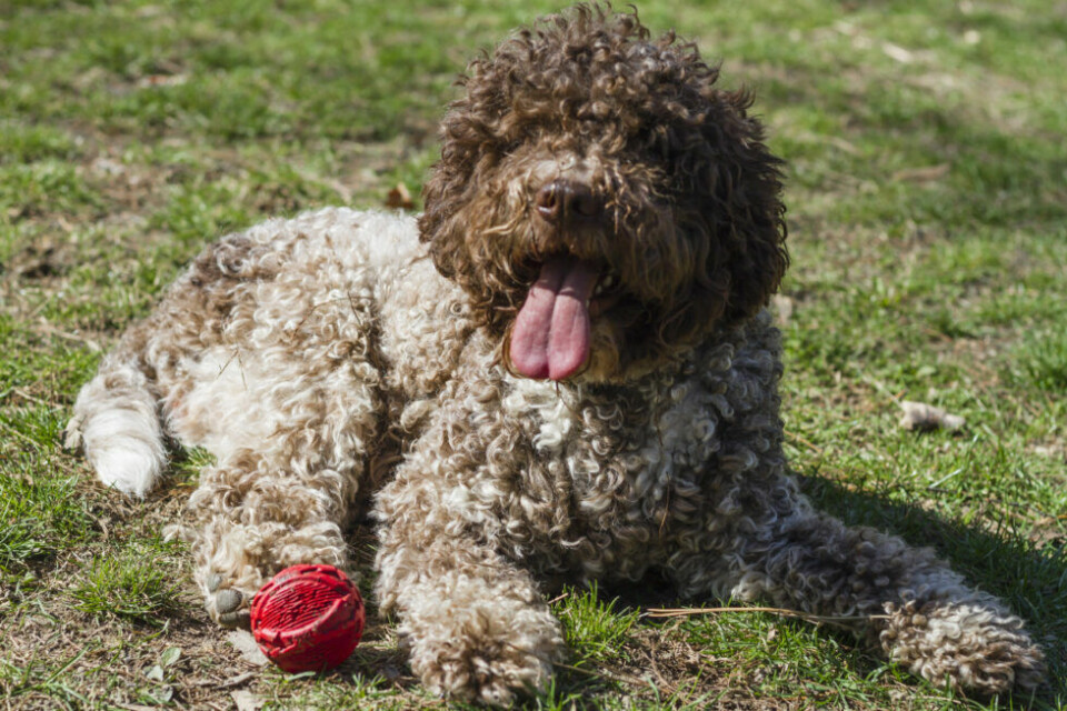 Hundcoachen – Var går gränsen mellan aktivering och överstimulering?