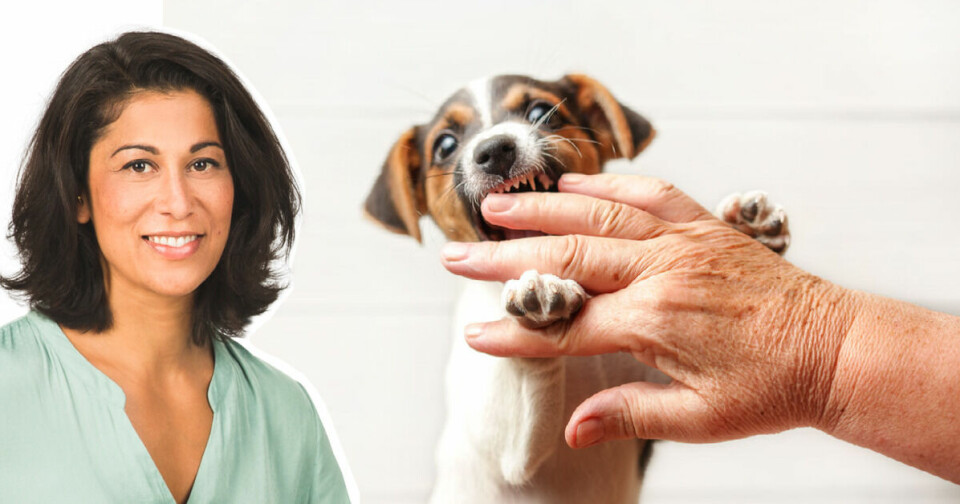 Hundpsykologen: Hur får jag valpen att sluta bitas?