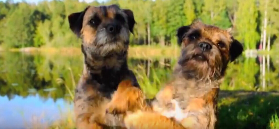 Film: Höstricks med hundar