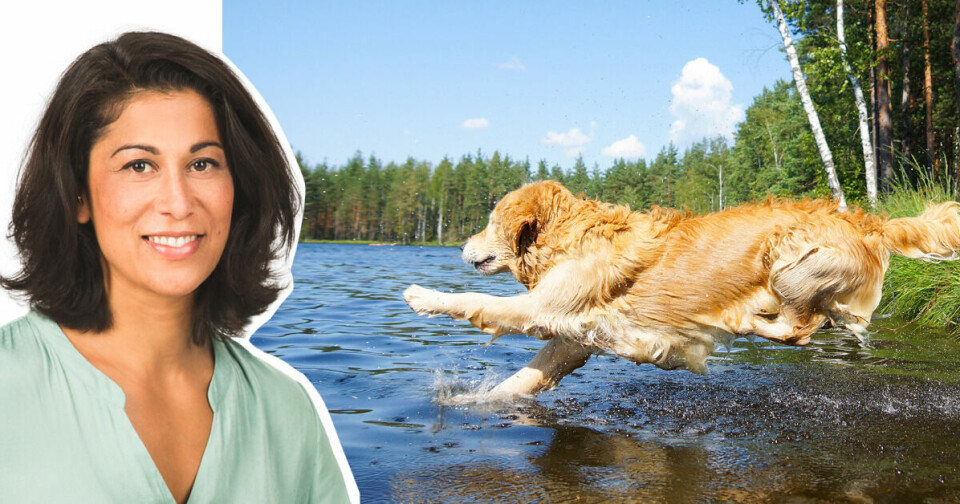Experten: Är din hund en badkruka eller ett badmonster?